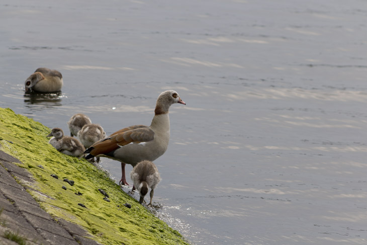 Nilgänse am Kanal
