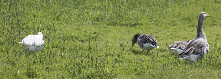 Gänse am Kanal