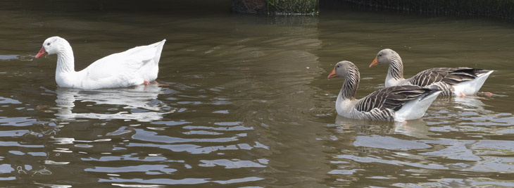 Gänse am Kanal