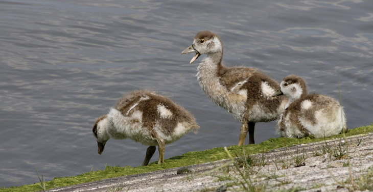 Nilgänse am Kanal
