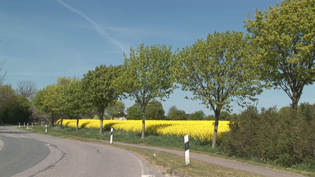 Schlei-Impressionen