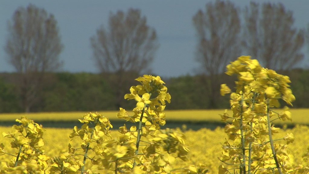 Schlei-Impressionen