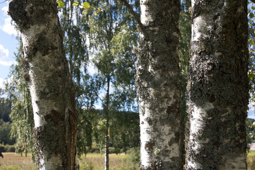 Schweden 2016