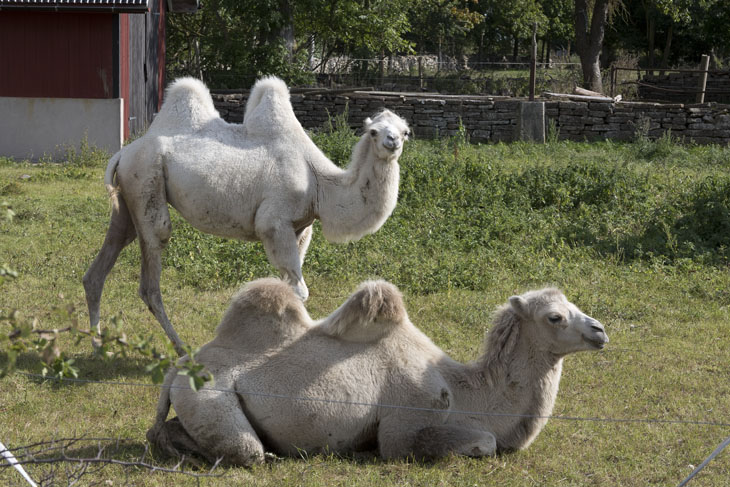 Zwei weiße Kamele