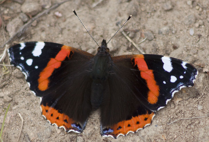 Im Elinge Elchpark gibt es auch Schmetterlinge