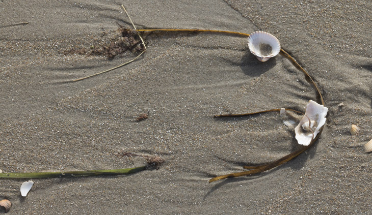 Muscheln am Strand von Ängelholm