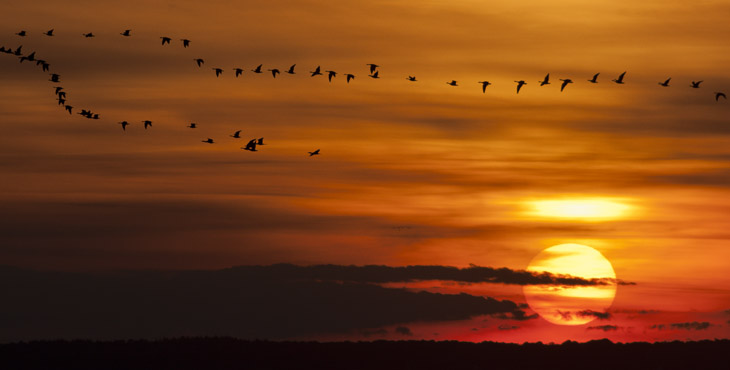 Vogelzug vor der Abendsonne